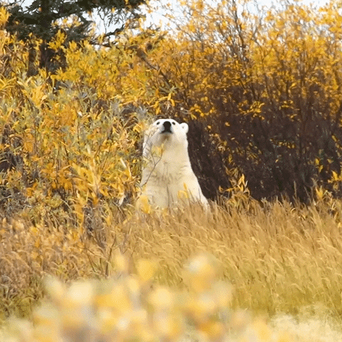 Stand Up Love GIF by Travel Manitoba