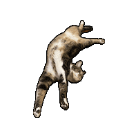 Cat Kitty Sticker