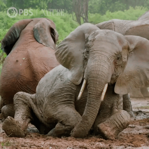 Wild Animals Elephant GIF by Nature on PBS