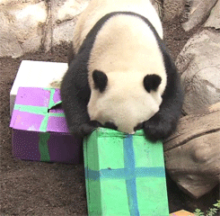 Gift Panda GIF
