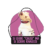 Pitbull Khaleesi Sticker by Asilo per cani Dog'sMind