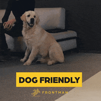 imfrontman dog pes corpo dogfriendly GIF