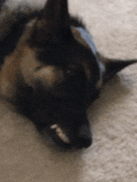 ShenandoahShepherdRescue german shepherd ssr shenandoah shepherd rescue GIF