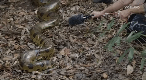 viceland GIF by Earthworks