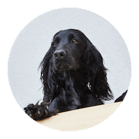 ella_co puppy dogs luna cute dog Sticker