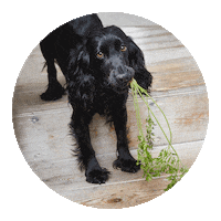 ella_co dog puppy dogs tasty Sticker