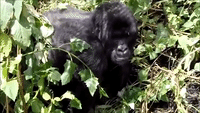 Tourist Gets Too Close to Grumpy Gorilla