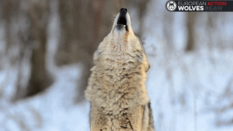 sandraberenicemichel giphyupload eaw eawolves europeanactionwolves GIF