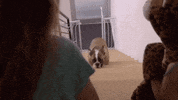 workout bulldog GIF by SoulPancake