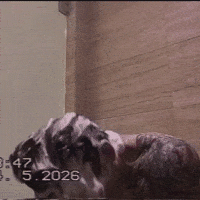 Las Vegas Shower GIF