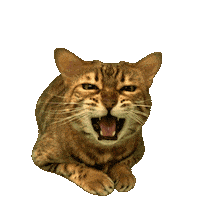Bengal Cat Wow Sticker by Kitty Fuchs