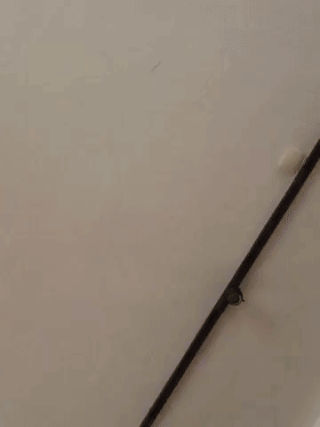framebeta GIF