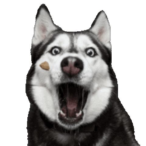 unimpressedhusky unimpressedhusky huskyjuno Sticker