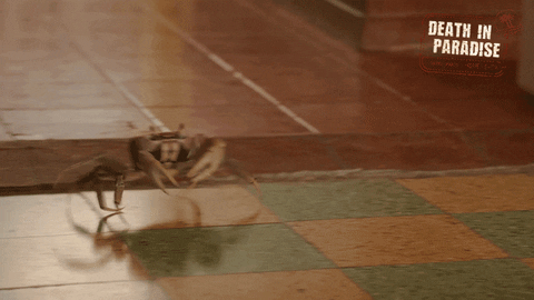 deathinparadiseofficial giphyupload crab running away death in paradise GIF