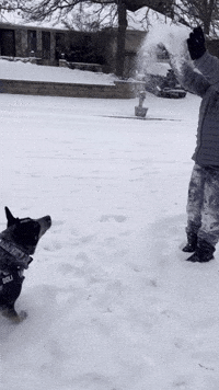 Blue Heeler Dog GIF by Sarah Kitterman