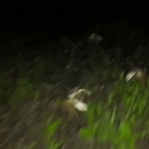 Costa Rica Crabs GIF by Storyful