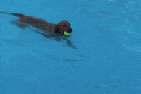 summer fun swimming GIF by Nebraska Humane Society