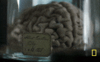 GIF by National Geographic Channel