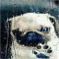Sad Dog In Rain GIF