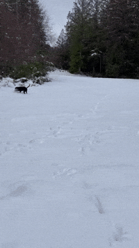 Happy Dog Plays in Fresh Canada Snow