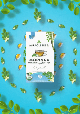 miracletreetea moringa moringa tea miracle tree miracle tree tea GIF