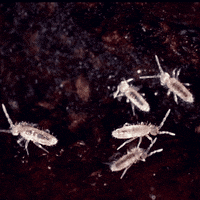 Plant GIF by AquariumMe