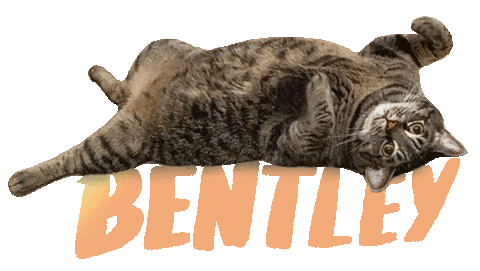 Cat Burberry Sticker