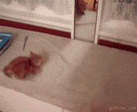 Kitten Fail GIF