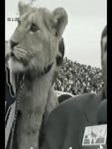 BunnyButtonsASMR giphycreatortest GIF