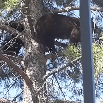 Trio of Bears Climb Down After Spending the Night in Tree in Denver Suburb