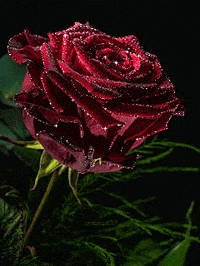 rose GIF
