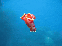 Marine Life Dance GIF by Oceana
