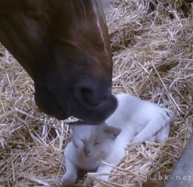 national best friends day GIF by Cheezburger