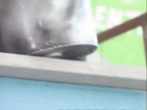 the mystery files of shelby woo nicksplat GIF