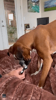 Clever Boxer Dog Unveils New Talent as She Plays With Fidget Spinner