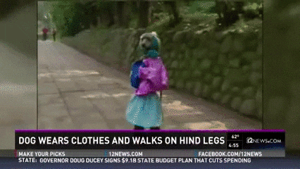 walk GIF