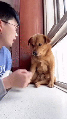 cuteanimalland giphyupload GIF