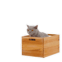 Cats Sticker by Petsure UK