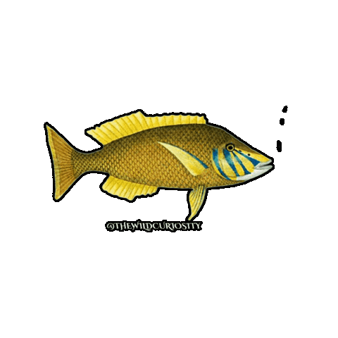 Deep Sea Swimming Sticker by The Wild Curiosity