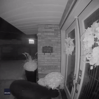 Bear Struggles to Steal Pumpkin After Snacking on Spooky Season Decorations