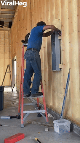 Helpful Raccoon Inspects Electrical Work