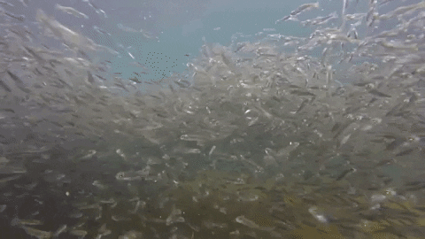 Fish Fry GIF by U.S. Fish and Wildlife Service