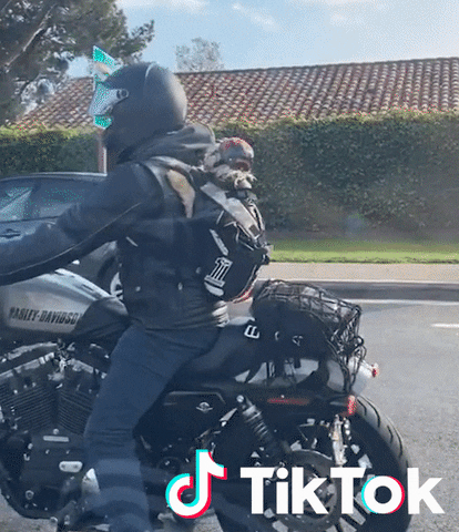 Bonjour Sortir GIF by TikTok France