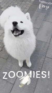 Jump Yes GIF