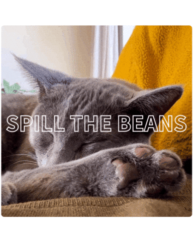 ekekeklunagarcia cats cute cat beans sleepy cat Sticker