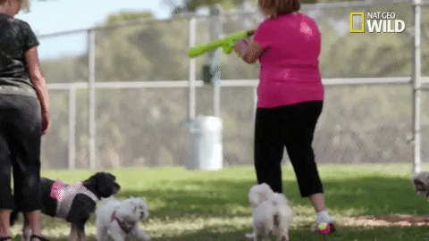 pupparazzi puppy potty face GIF by Nat Geo Wild