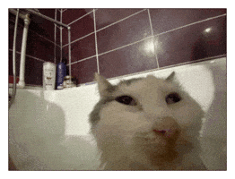 Cat What GIF