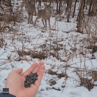 Deer Watch as Birds Feed From Ontario Man's Palm