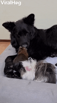 Unlikely Friends Keeping Each Other Clean GIF by ViralHog