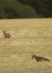 red fox GIF by Head Like an Orange